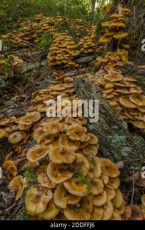 Enormi grumi di fungo di Miele, Armillaria mellea, intorno alla base di un vecchio albero. Nuova foresta. Foto Stock