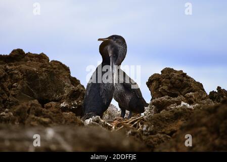 Coppia cormorano senza luce che si prende cura del nido (Phalacrocorax harrisi). Parco Nazionale delle Galapagos, Ecuador Foto Stock