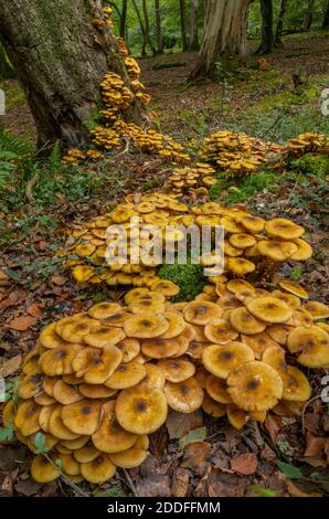 Enormi grumi di fungo di Miele, Armillaria mellea, intorno alla base di un vecchio albero. Nuova foresta. Foto Stock