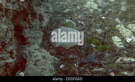 Massiccio inquinamento plastico del fondo oceanico. Fondo marino coperto con un sacco di rifiuti di plastica. Bottiglie, sacchetti e altri detriti di plastica sul fondo marino di Medit Foto Stock