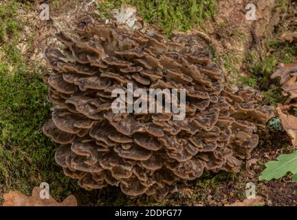 Gallina dei boschi, Grifola frontosa, che cresce in grande cluster su vecchio albero di quercia. Foto Stock