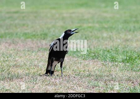 Minacciando l'Australian Magpie durante la stagione di nidificazione (Cracticus tibicen o Gymnorhina tibicen), Toogoolawah, Queensland, QLD, Australia Foto Stock