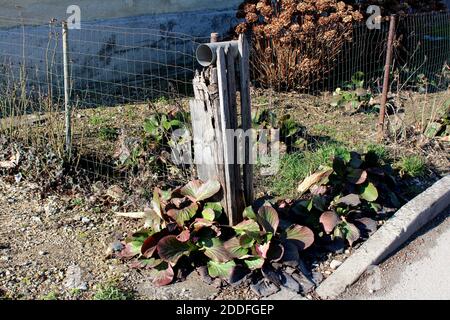 Vecchio recinto con pali di legno fessurati circondato da mazzo Di Bergenia o Elefante allevato sassifrage o Elefanti orecchi si aggrovigano rizomatoso Foto Stock