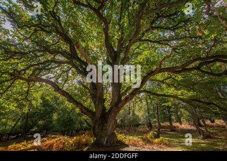 Old Common Oak pollard in Undersley Wood, vicino a Burley, New Forest. A E O. Foto Stock