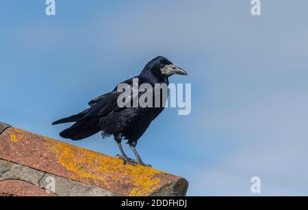 Rook, Corvus frugilegus, arroccato sul tetto, Dorset. Foto Stock