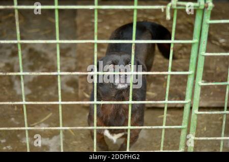 Ritratto di un cane vagato in un rifugio per cani grugnosi. Foto Stock