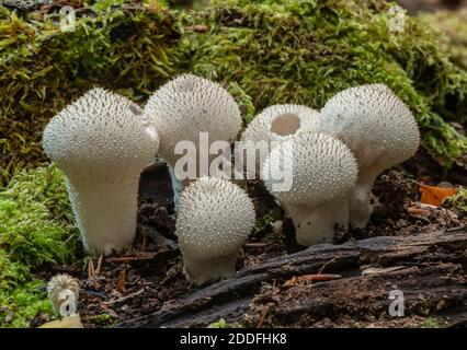 Gruppo di polpette comuni, Lycoperdon perlatum, su Fallen log, New Forest. Foto Stock