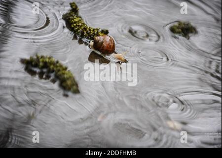 Dettagli con una lumaca in uno stagno di acqua durante una giornata piovosa. Foto Stock