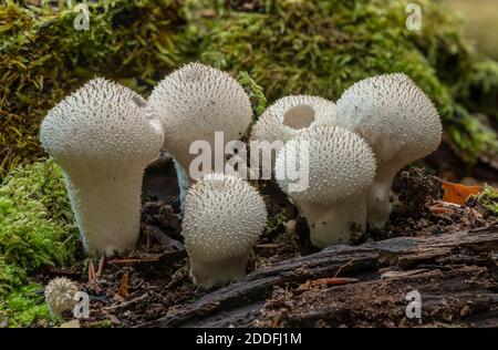 Gruppo di polpette comuni, Lycoperdon perlatum, su Fallen log, New Forest. Foto Stock