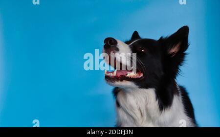 Testa di sorridente Border Collie isolato su Blue. Ritratto di adorabile cane bianco e nero su sfondo blu. Foto Stock