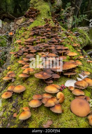 Comune Stump Brittestem, Psatirella piluliformis, che cresce in masse su albero caduto, New Forest. Foto Stock