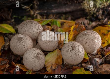 Gruppo di polpette comuni, Lycoperdon perlatum, su Fallen log, New Forest. Foto Stock