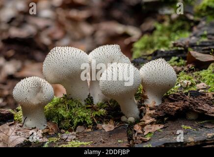 Gruppo di polpette comuni, Lycoperdon perlatum, su Fallen log, New Forest. Foto Stock