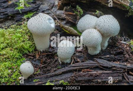 Gruppo di polpette comuni, Lycoperdon perlatum, su Fallen log, New Forest. Foto Stock