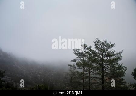 Misty mood paesaggio, con un albero sempreverde in primo piano e densa nebbia che copre lo sfondo Foto Stock