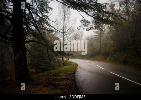 Autunno nebbioso paesaggio con alberi che coprono una strada asfaltata e foglie sul terreno, in una giornata foggosa Foto Stock