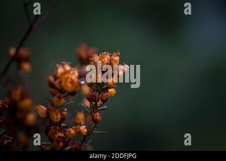 Primo piano su vegetazione endemica Foto Stock