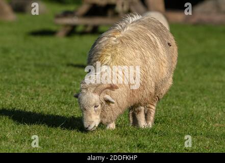 Exmoor Corno pecore, pascolo in un campo a Malmsmead, Exmoor. Foto Stock