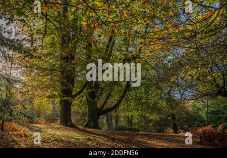 Bel bosco di faggio in autunno, con pollari, a Undersley Wood, South Oakley. Nuova foresta. Foto Stock