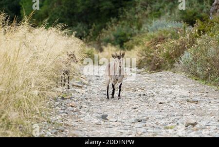Stambecco giovanile spagnolo, capra selvatica spagnola, o capra selvatica iberica (Capra pyrenaica), attraversando strada sterrata, Andalusia, Spagna. Foto Stock