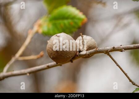 Gall wasp, Twig galls (gall di quercia o mela) su un ramo, da gall wasp sp. Gallflies, Spagna. Foto Stock