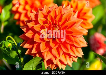 Dahlia 'Bicentenary' un arancio estate autunno semi cactus fiore tubero pianta, foto stock Foto Stock