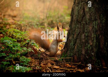 Scoiattolo rosso soffice in una foresta autunnale. Curioso animale pelliccia rossa tra foglie secche. Foto Stock