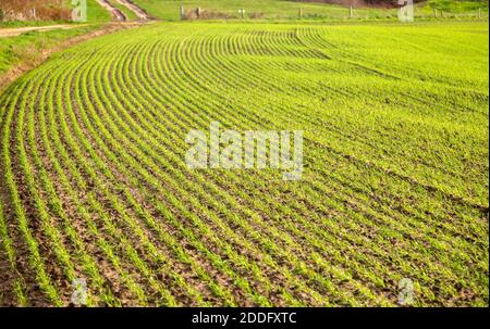 Germogli di raccolto di cereali invernali che crescono dal suolo in modello di linee, Suffolk, Inghilterra, Regno Unito Foto Stock