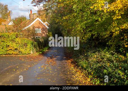 Paese corsia scena villaggio autunno, Shottisham, Suffolk, Inghilterra, Regno Unito Foto Stock
