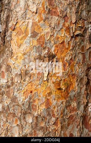 Arancio e marrone motivo di fiacche pezzi di corteccia su tronco di albero di pino scozzese, Pinus sylvestris, UK Foto Stock