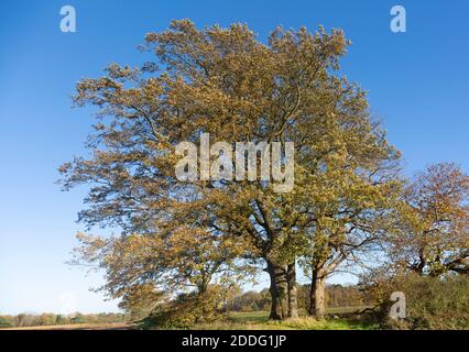 Oak Trees, Quercus Robur, autunno foglia blu cielo Suffolk Sandlings AONB, Inghilterra, UK Foto Stock