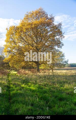 Quercia, Quercus Robur, foglia d'autunno blu cielo Suffolk Sandlings AONB, Inghilterra, Regno Unito Foto Stock