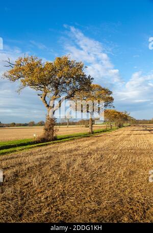 Oak Trees, Quercus Robur, autunno foglia blu cielo Suffolk Sandlings AONB, Inghilterra, UK Foto Stock