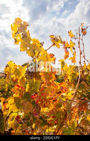 Foglie d'uva multicolore del vigneto d'autunno in primo piano luce solare. Israele Foto Stock