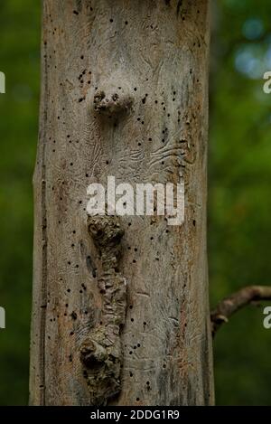 Tronco di vecchio albero morto pieno di fori di verme e tracce sulla superficie del legno duro. Foto Stock