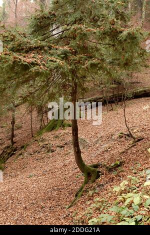 Albero inclinato in rilievo nella foresta nella stagione autunnale. Foto Stock