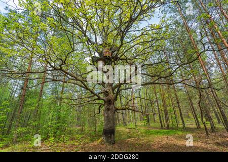 apiary per lavorare con api selvatiche con alveari tradizionali - ape gengive o log alveari sugli alberi Foto Stock