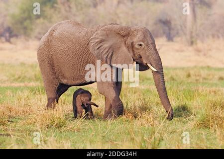 Elefante africano, Loxodonta africana, una madre con un bambino in erba. Okavango Delta, Botswana, Africa. Foto Stock