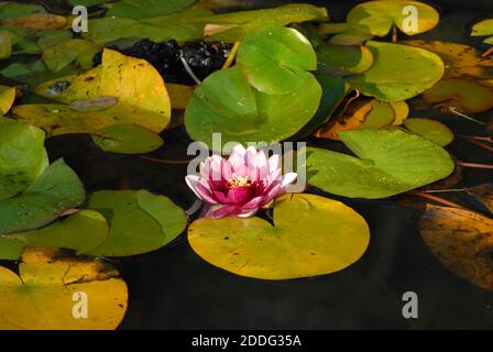 Giglio d'acqua all'inizio dell'autunno Foto Stock