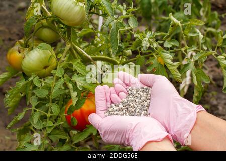 Mani contadine in guanti di gomma contiene fertilizzante chimico per dargli ai cespugli di pomodoro nel giardino. Foto Stock