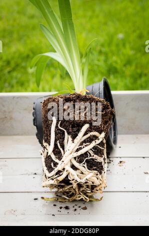 Una giovane pianta di Agapanthus che mostra la crescita delle radici e la sua disponibilità a repotting per la sua prossima fase di crescita nel Regno Unito Foto Stock