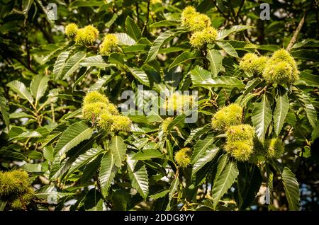 Noci, nei loro involucri, che crescono su un castagno inglese in un giardino inglese in estate Foto Stock