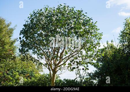 Un esemplare Eucalyptus gunnii ha formato per contenerlo come a. Albero più piccolo in un giardino inglese nel Regno Unito Foto Stock