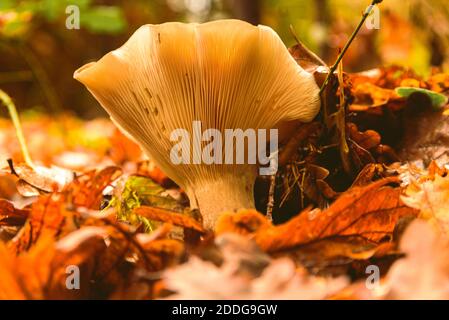 Chanterelle arancio come funghi nelle foglie d'autunno Foto Stock