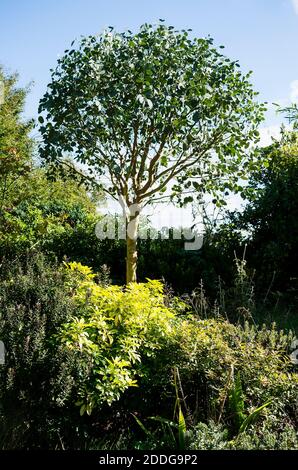 Un esemplare Eucalyptus gunnii ha formato per contenerlo come a. Albero più piccolo in un giardino inglese nel Regno Unito Foto Stock