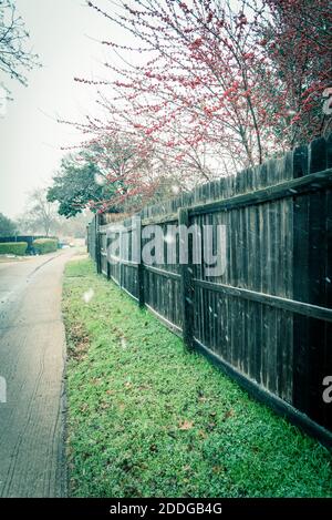 Immagine filtrata Bright Crimson rosso winterberry su recinto di legno in caduta di neve vicino Dallas, Texas, Stati Uniti Foto Stock