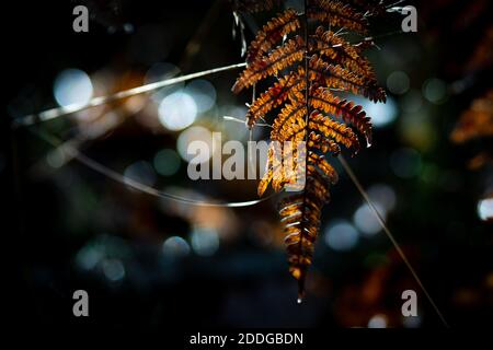 Equitazione e tiro (MTB) Foto Stock