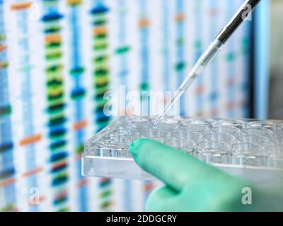 DNA Sciences, Scientist pipettando un campione in una piastra multipozzatore pronta per l'analisi automatizzata in laboratorio di età con i risultati del DNA sullo schermo Foto Stock