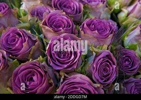 Primo piano di un bouquet di belle rose rosa o viola. . Foto di alta qualità Foto Stock