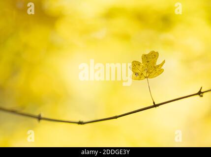 Equitazione e tiro (MTB) Foto Stock